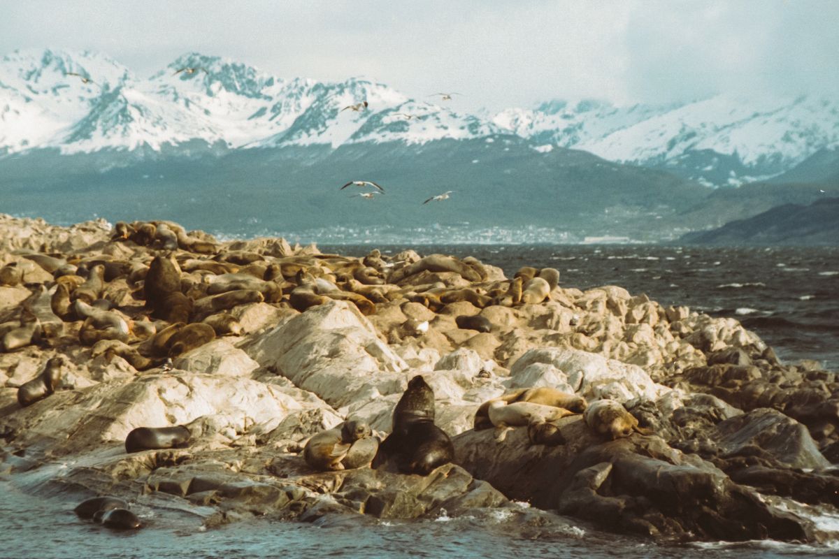 lobos-ushuaia-terramar